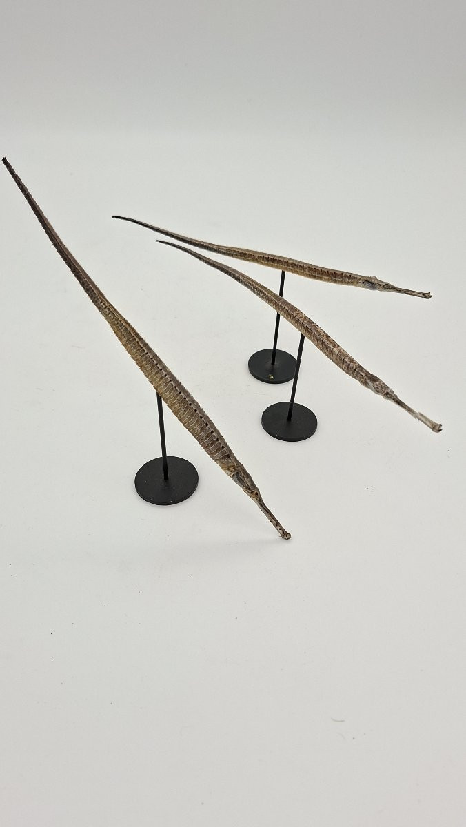 trois anguilles vesardes ou syngnathes -photo-3