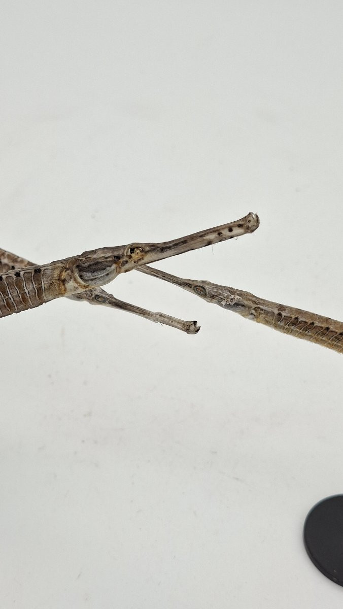 trois anguilles vesardes ou syngnathes -photo-1