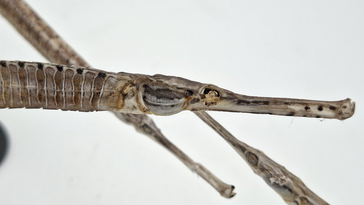 trois anguilles vesardes ou syngnathes -photo-2