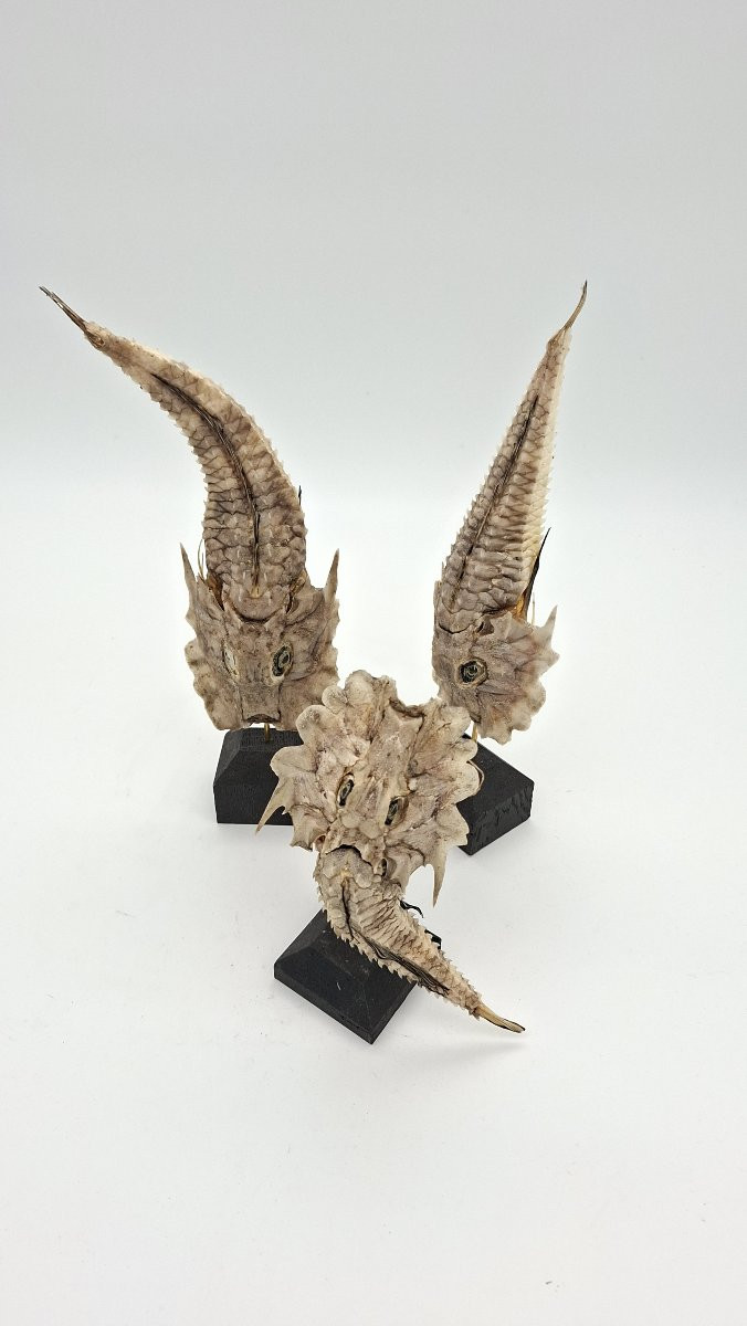  BALLET DE POISSONS CARAPACONNES   COMME DES CUIRASSES-photo-2