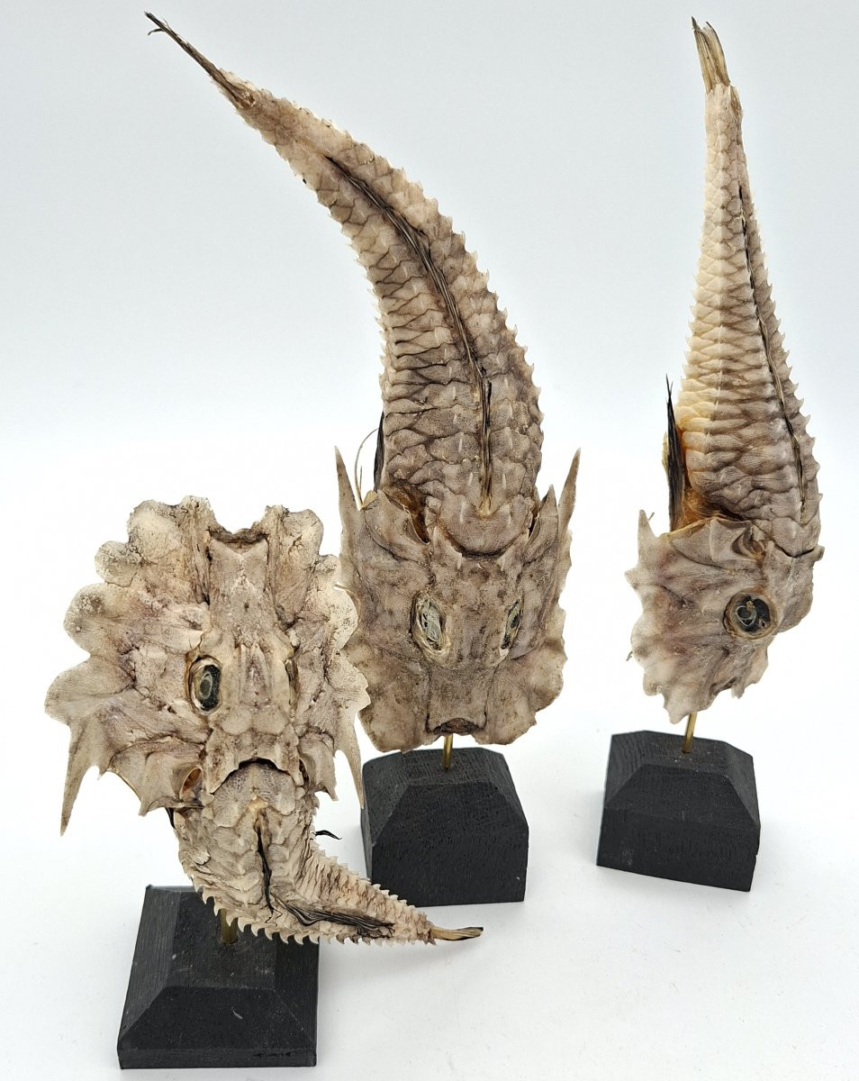  BALLET DE POISSONS CARAPACONNES   COMME DES CUIRASSES-photo-3