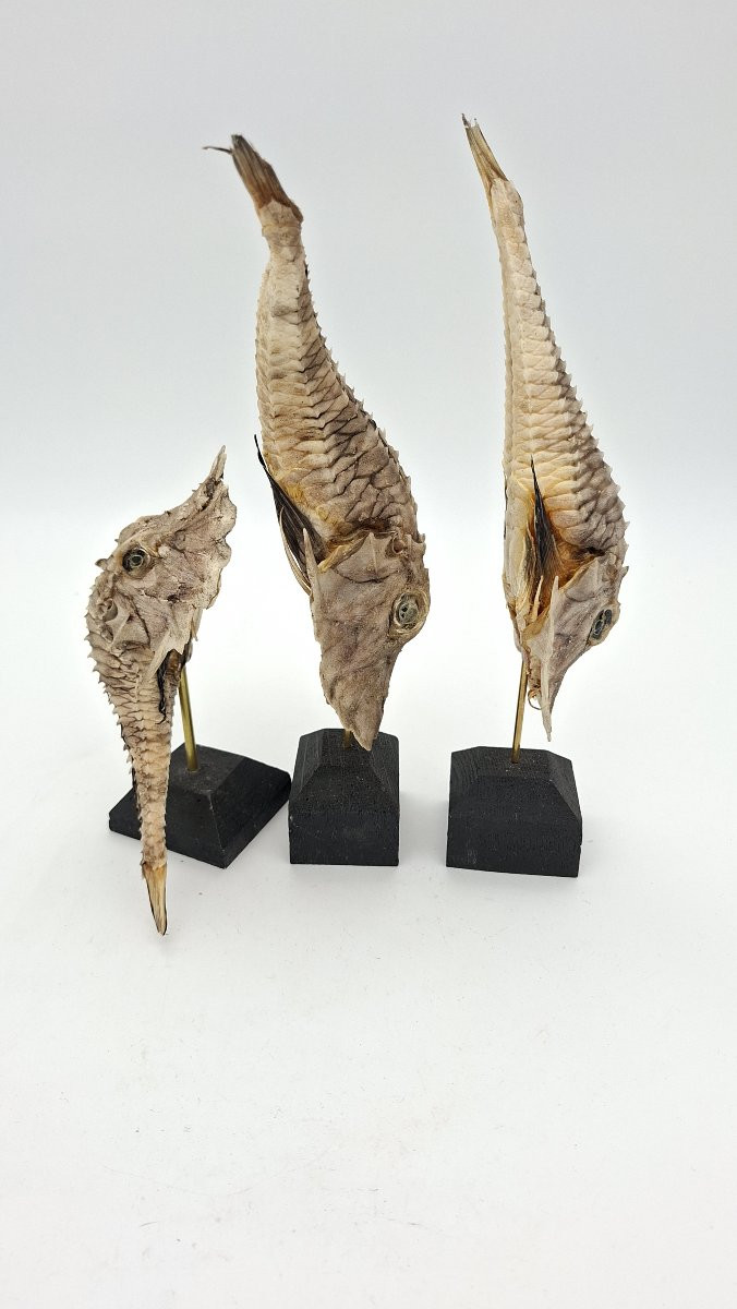  BALLET DE POISSONS CARAPACONNES   COMME DES CUIRASSES-photo-4