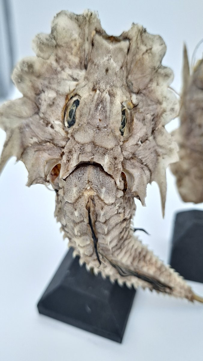  BALLET DE POISSONS CARAPACONNES   COMME DES CUIRASSES-photo-1
