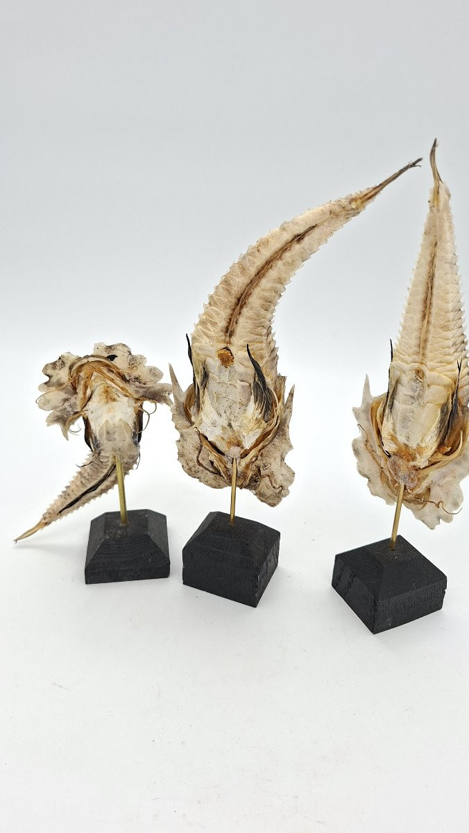  BALLET DE POISSONS CARAPACONNES   COMME DES CUIRASSES-photo-4