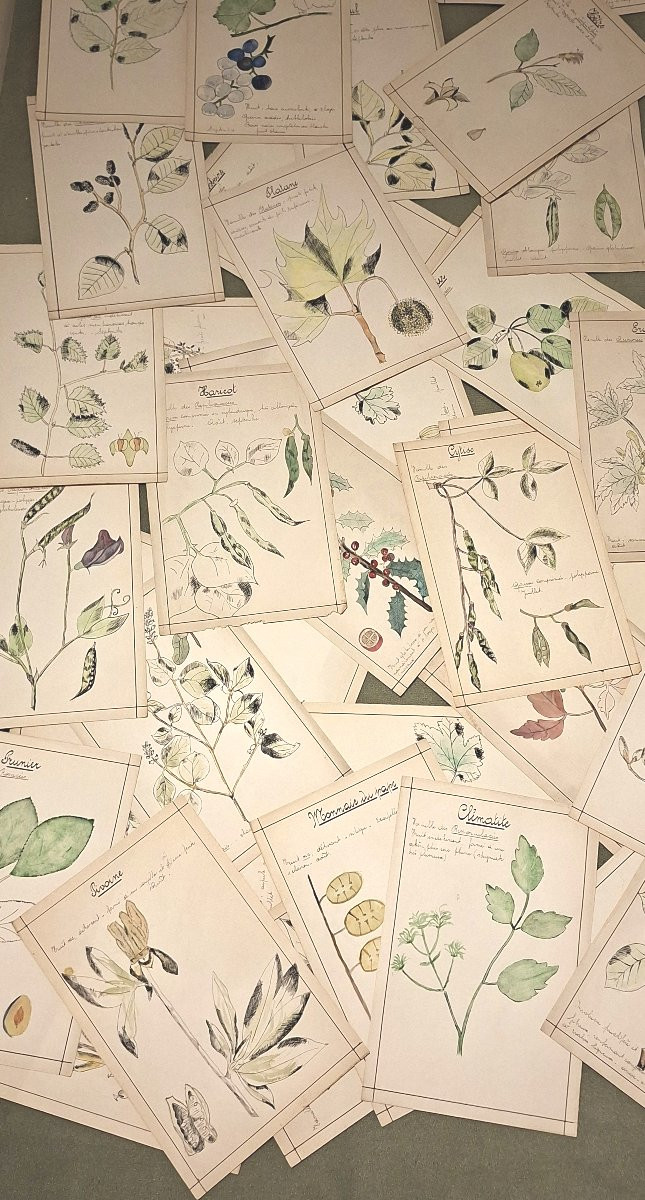 Herbarium, Sweat, Ink And Watercolor-photo-4