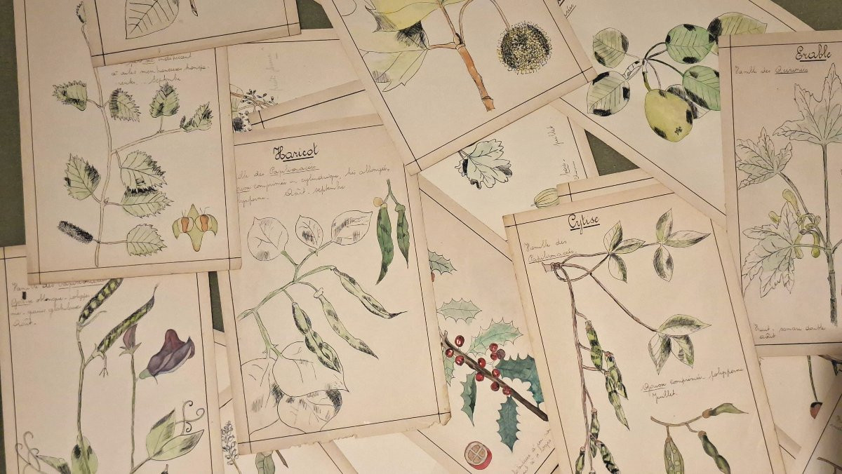 Herbarium, Sweat, Ink And Watercolor-photo-2