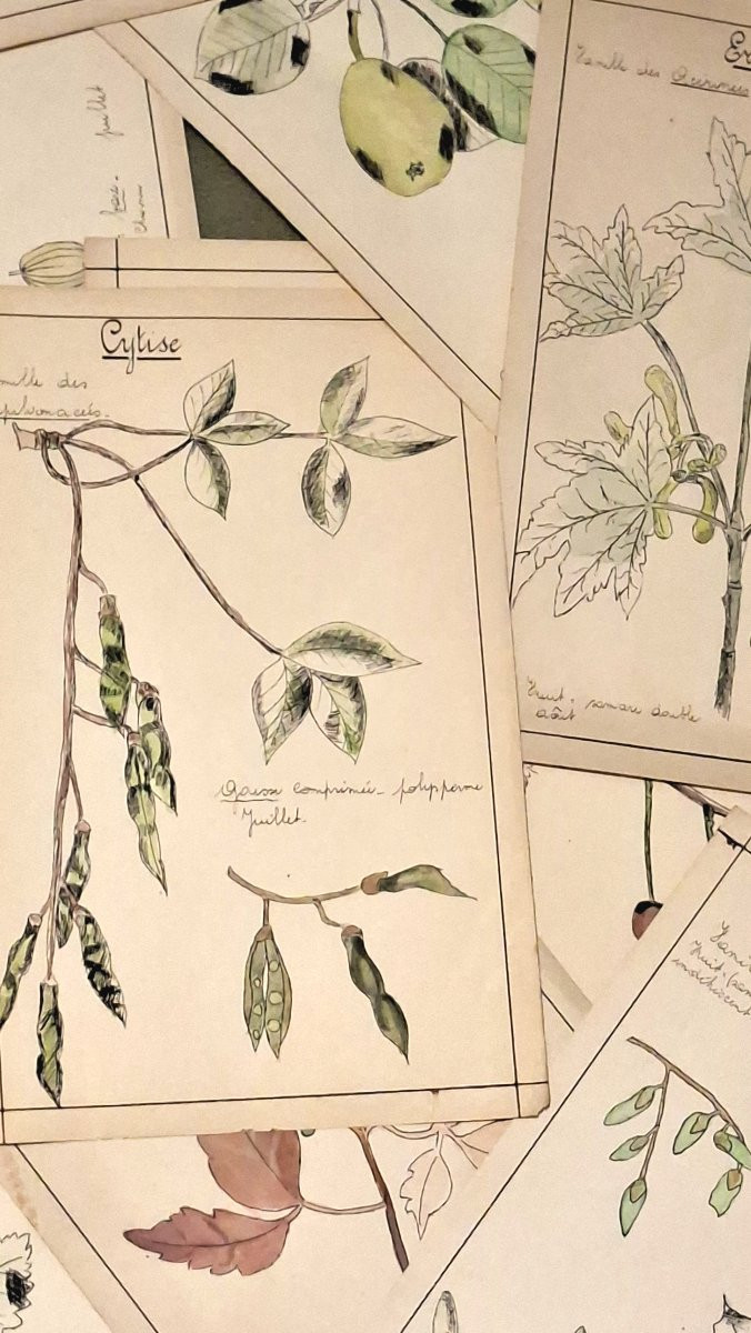 Herbarium, Sweat, Ink And Watercolor-photo-4