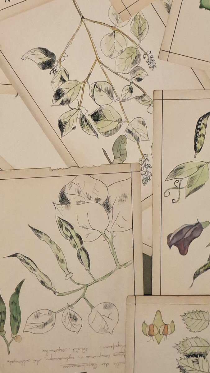 Herbarium, Sweat, Ink And Watercolor-photo-5