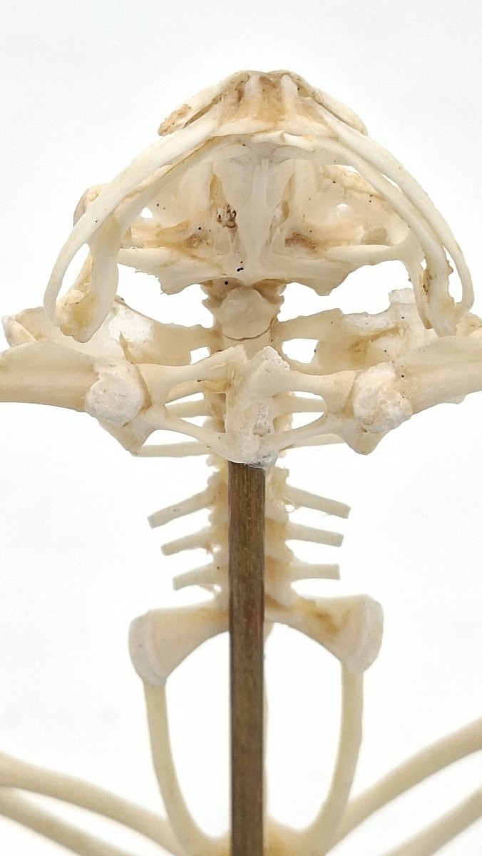 Bullfrog Frog Skeleton-photo-3