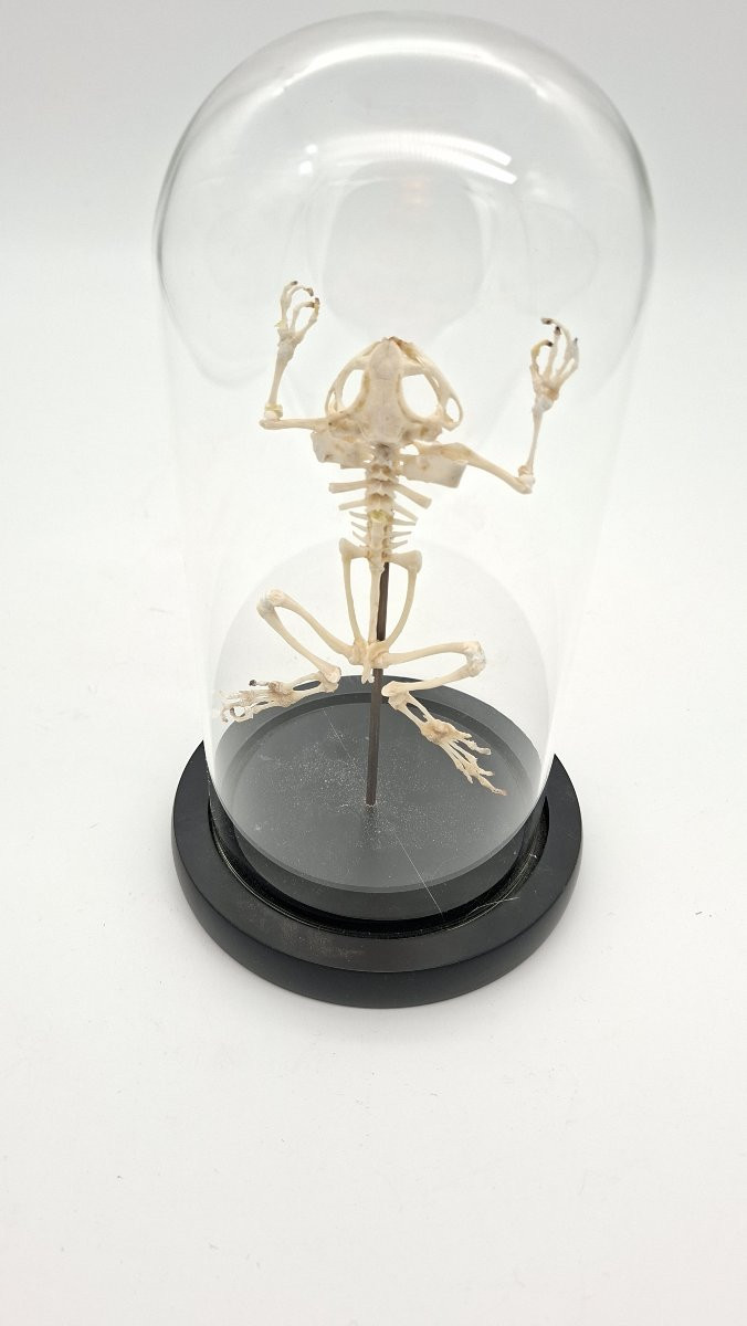 Bullfrog Frog Skeleton-photo-4