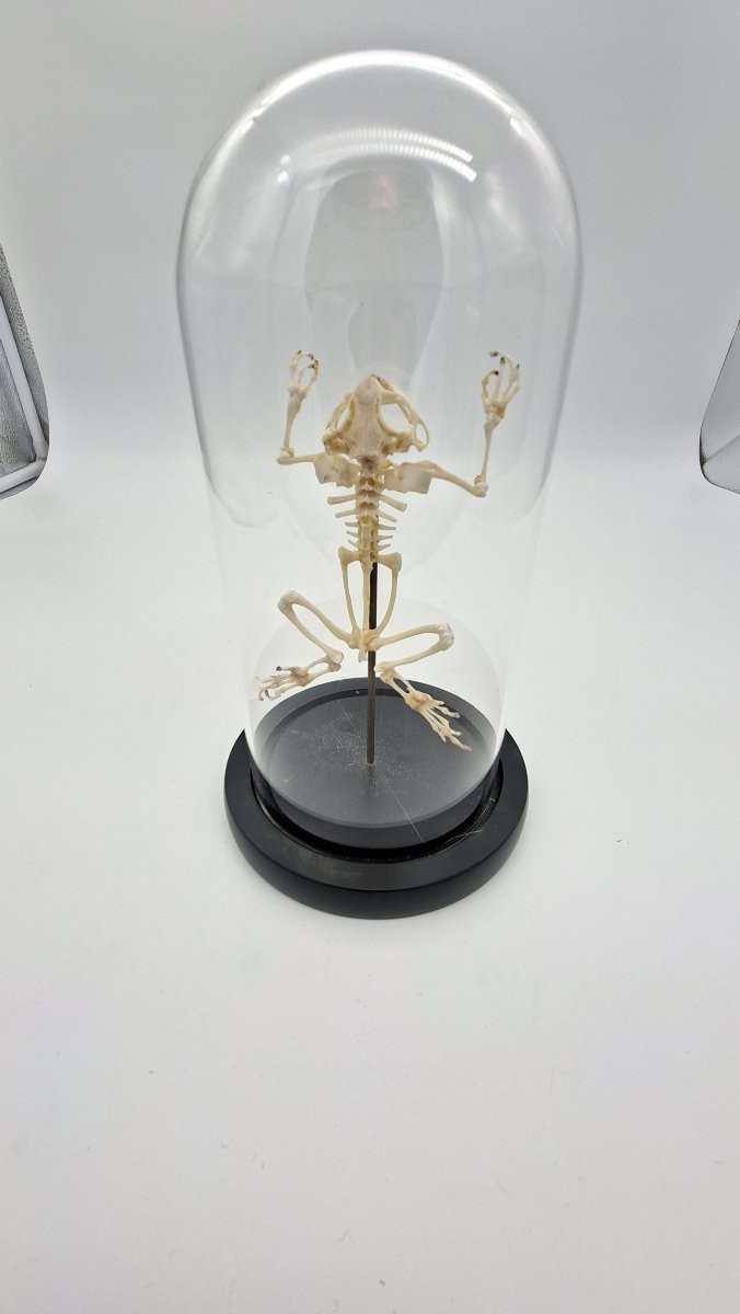 Bullfrog Frog Skeleton-photo-1