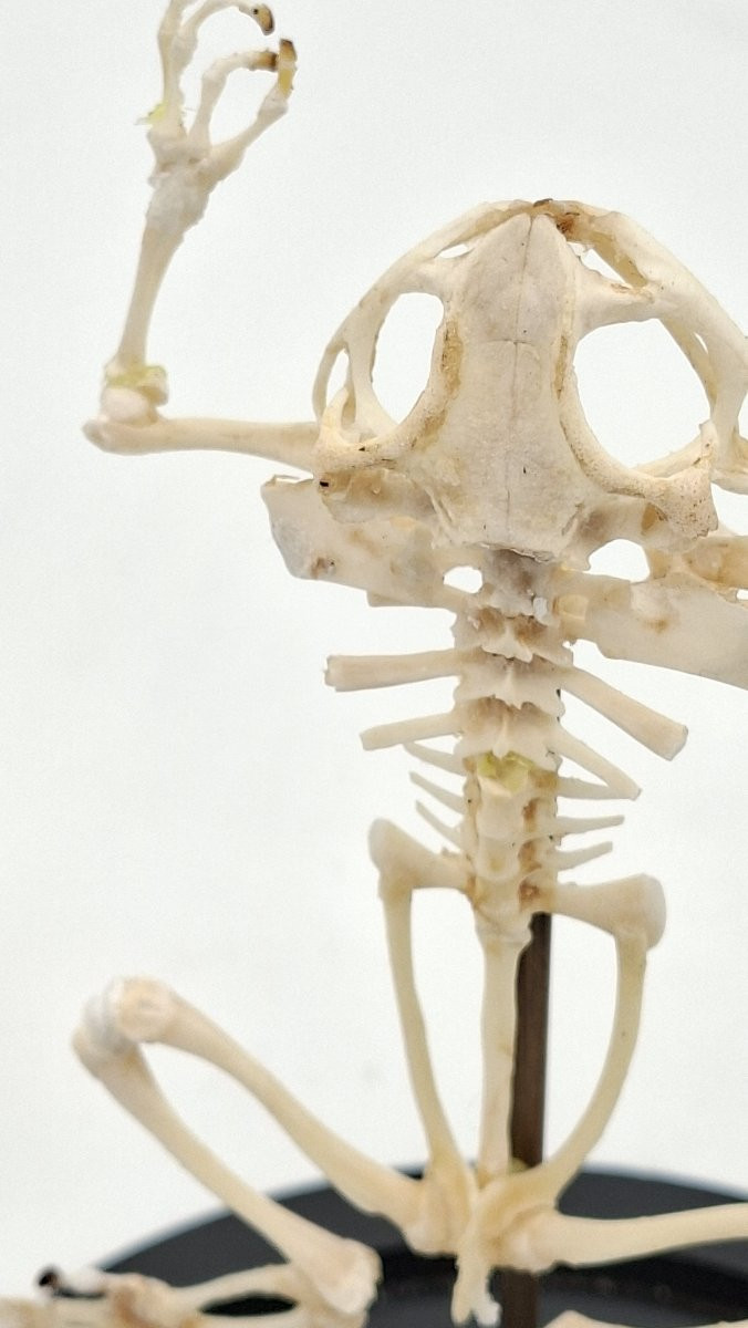 Bullfrog Frog Skeleton-photo-2