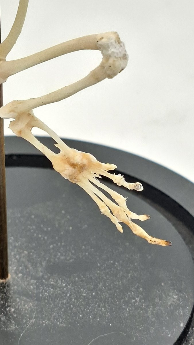 Bullfrog Frog Skeleton-photo-3