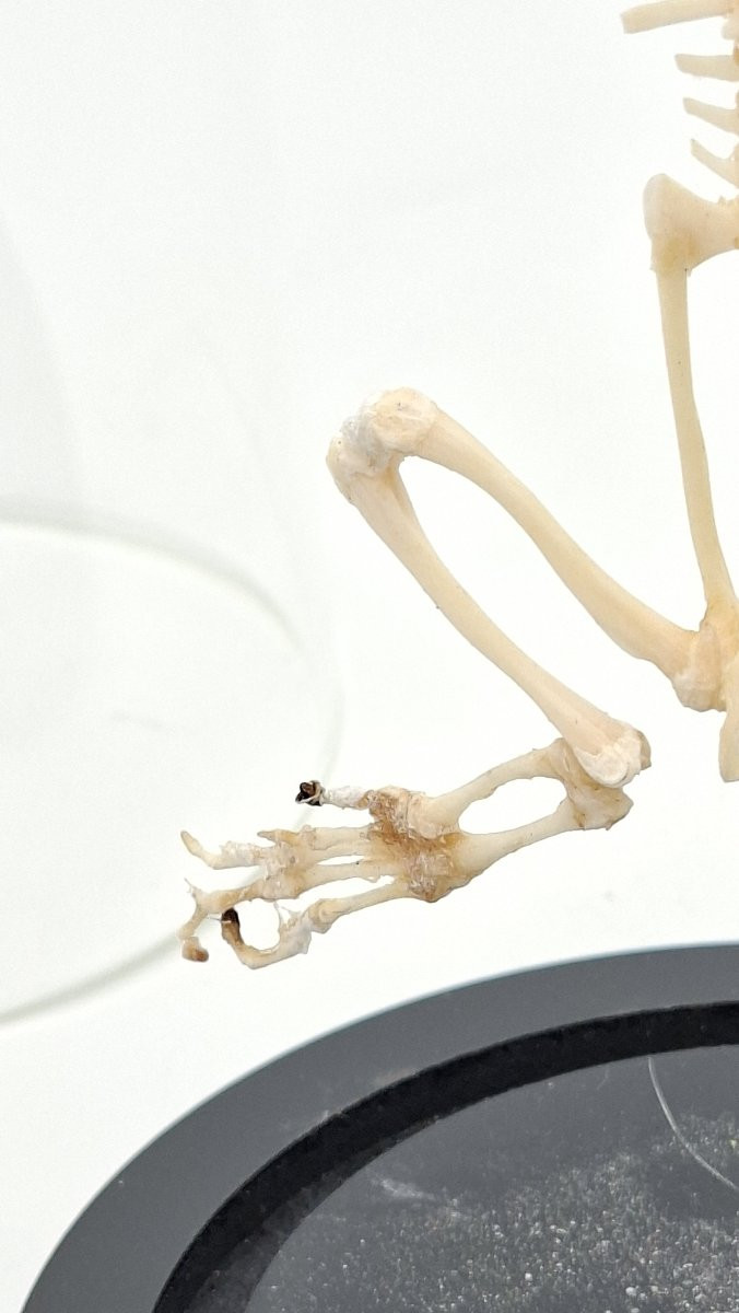 Bullfrog Frog Skeleton-photo-4