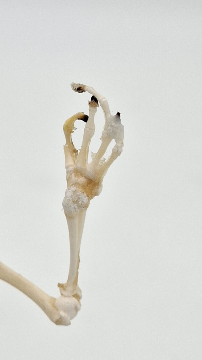 Bullfrog Frog Skeleton-photo-5