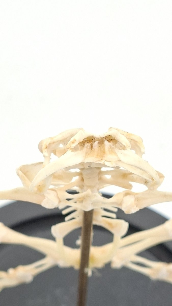 Bullfrog Frog Skeleton-photo-6