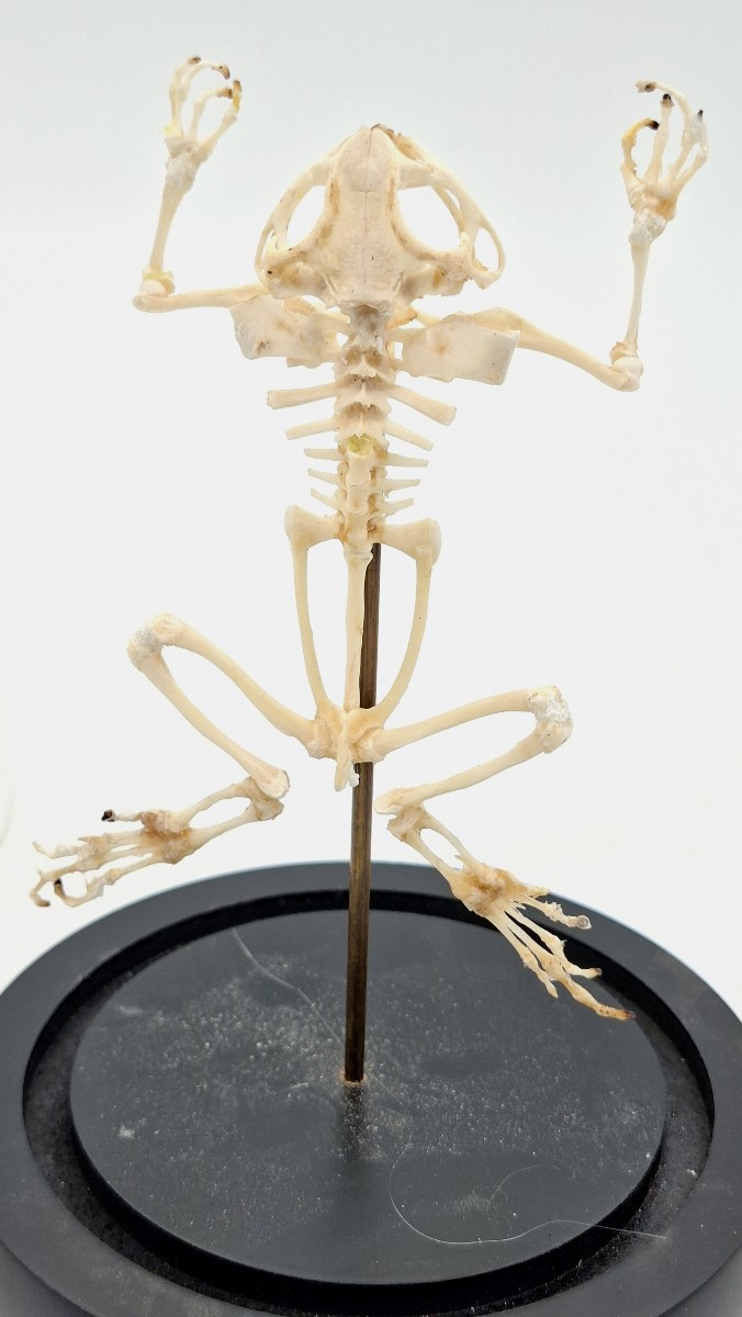 Bullfrog Frog Skeleton