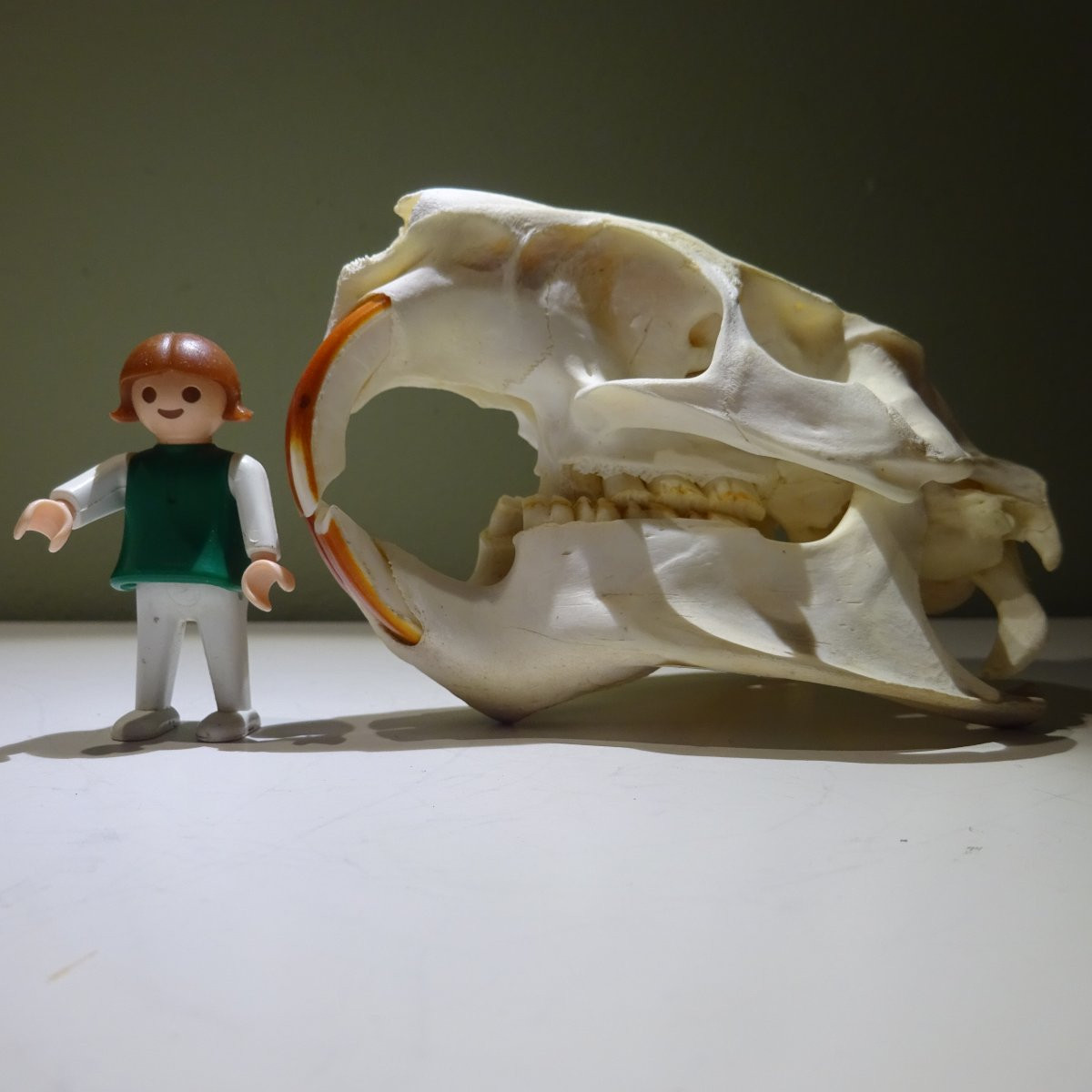 crane de castor ... Ostéologie-photo-3