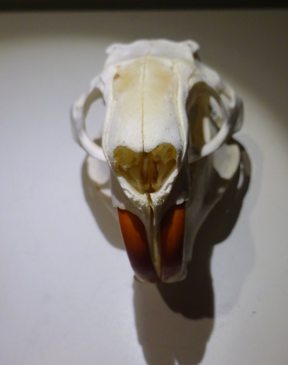 crane de castor ... Ostéologie-photo-1