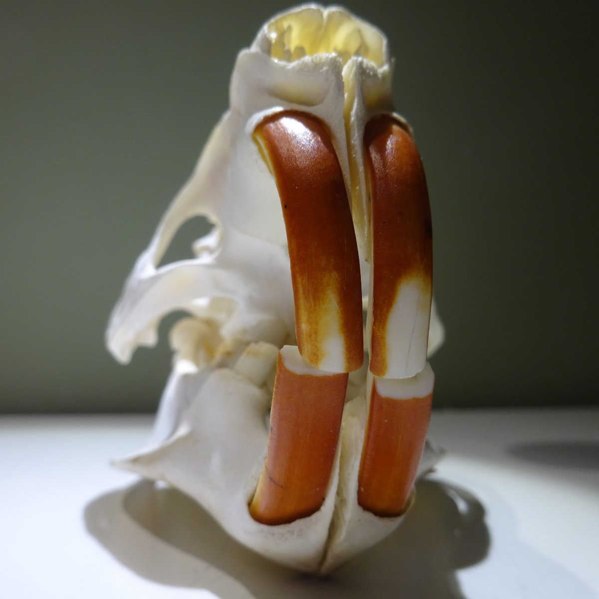 crane de castor ... Ostéologie-photo-2