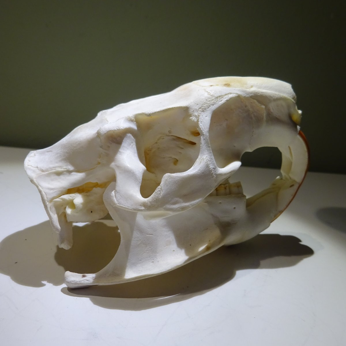 crane de castor ... Ostéologie-photo-3