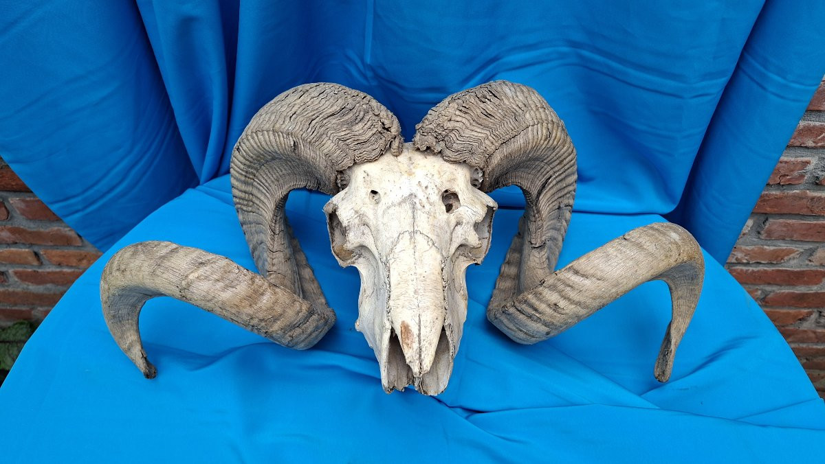 Belier, Mouflon Or Altaï Argalide.-photo-2
