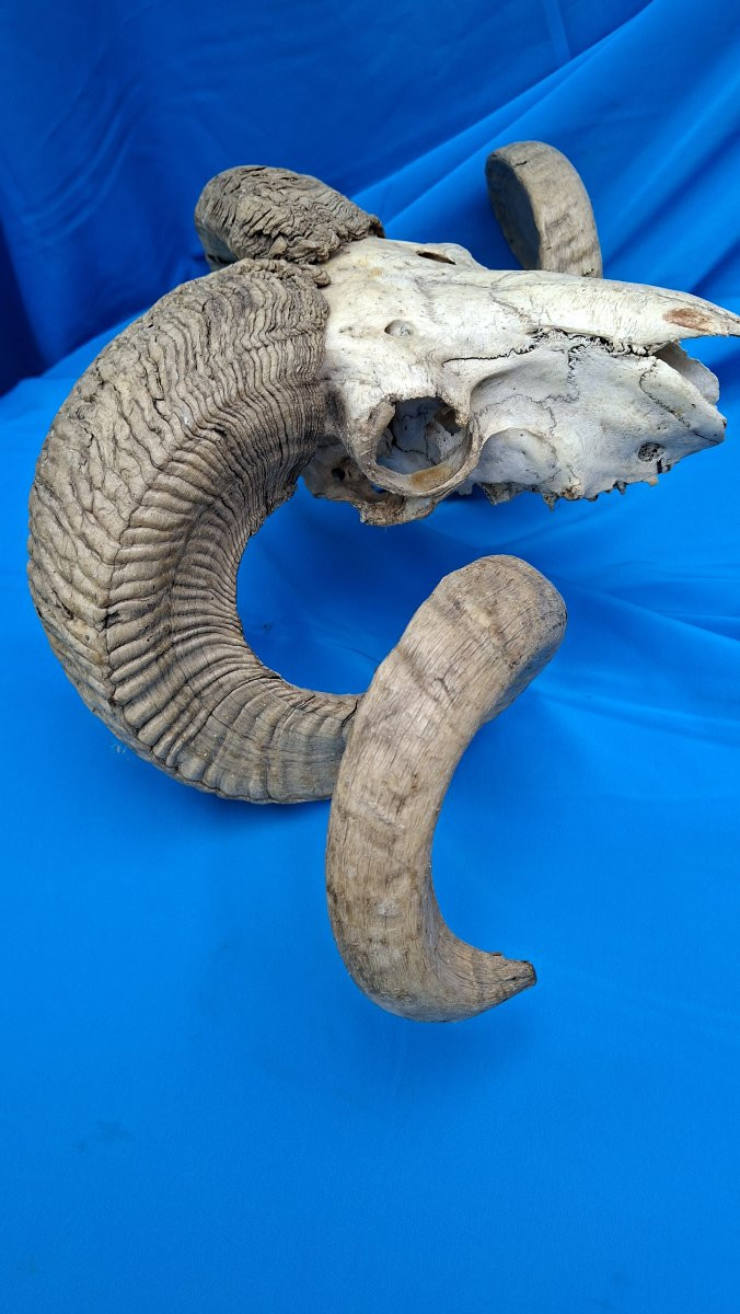 Belier, Mouflon Or Altaï Argalide.-photo-3