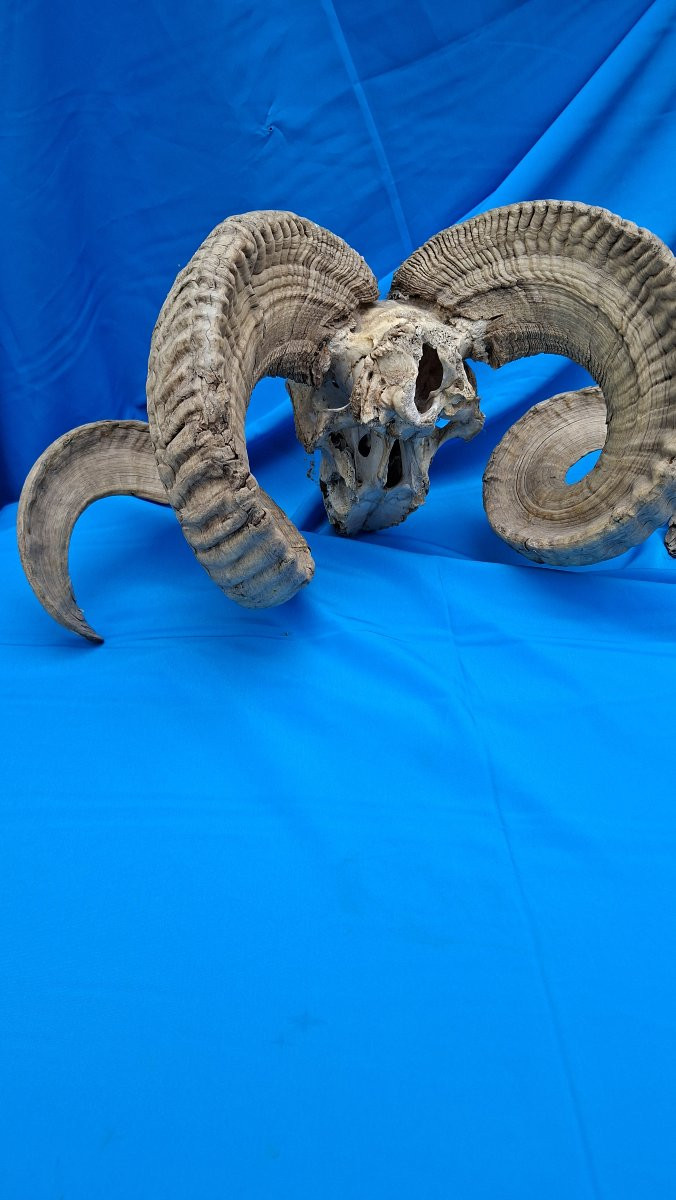 Belier, Mouflon Or Altaï Argalide.-photo-4