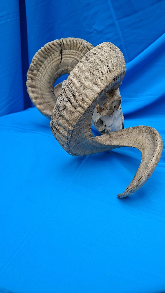 Belier, Mouflon Or Altaï Argalide.-photo-2