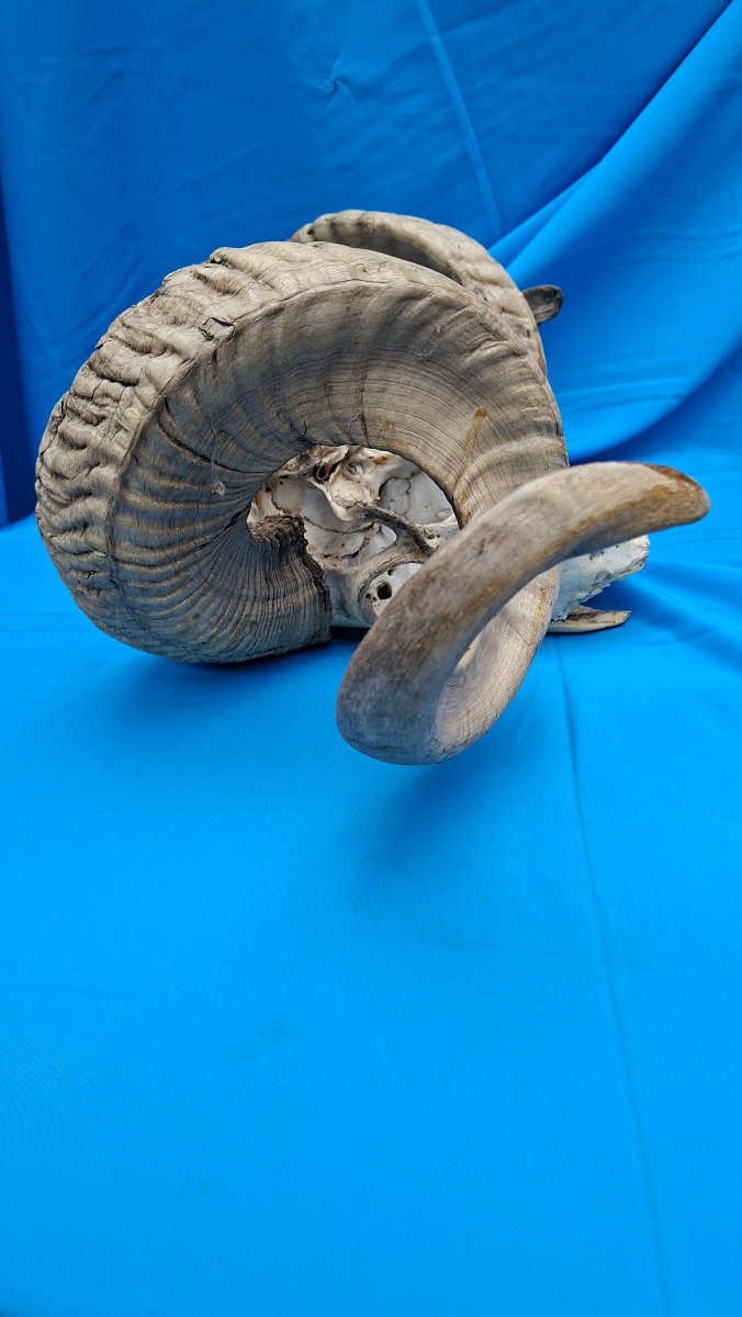 Belier, Mouflon Or Altaï Argalide.-photo-4