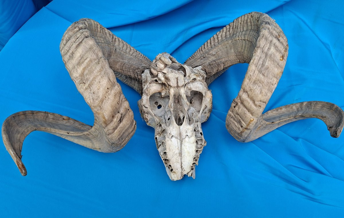 Belier, Mouflon Or Altaï Argalide.-photo-5