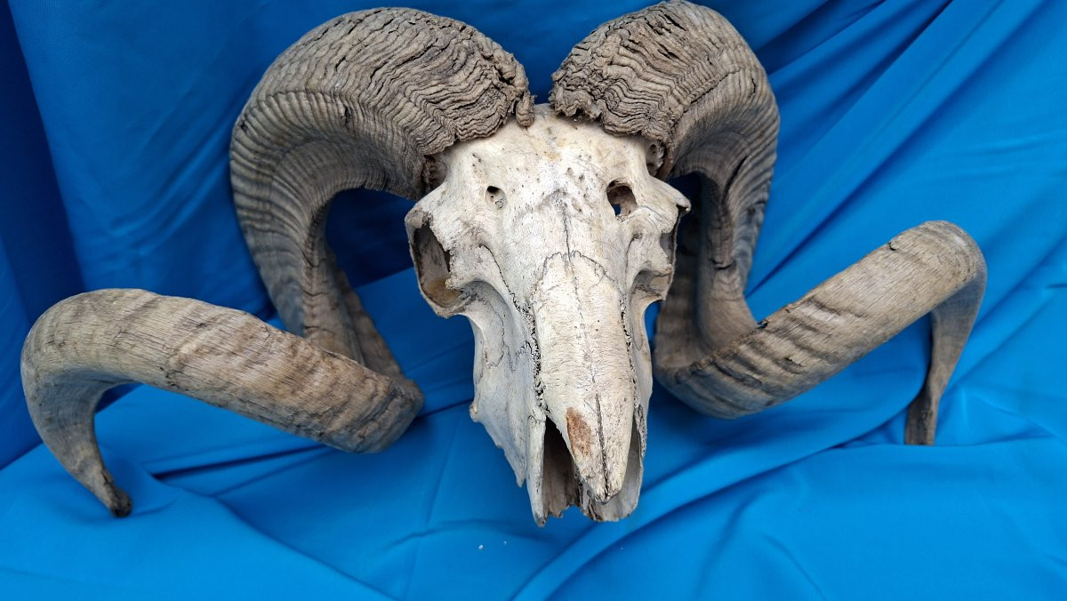 Belier, Mouflon Or Altaï Argalide.-photo-6