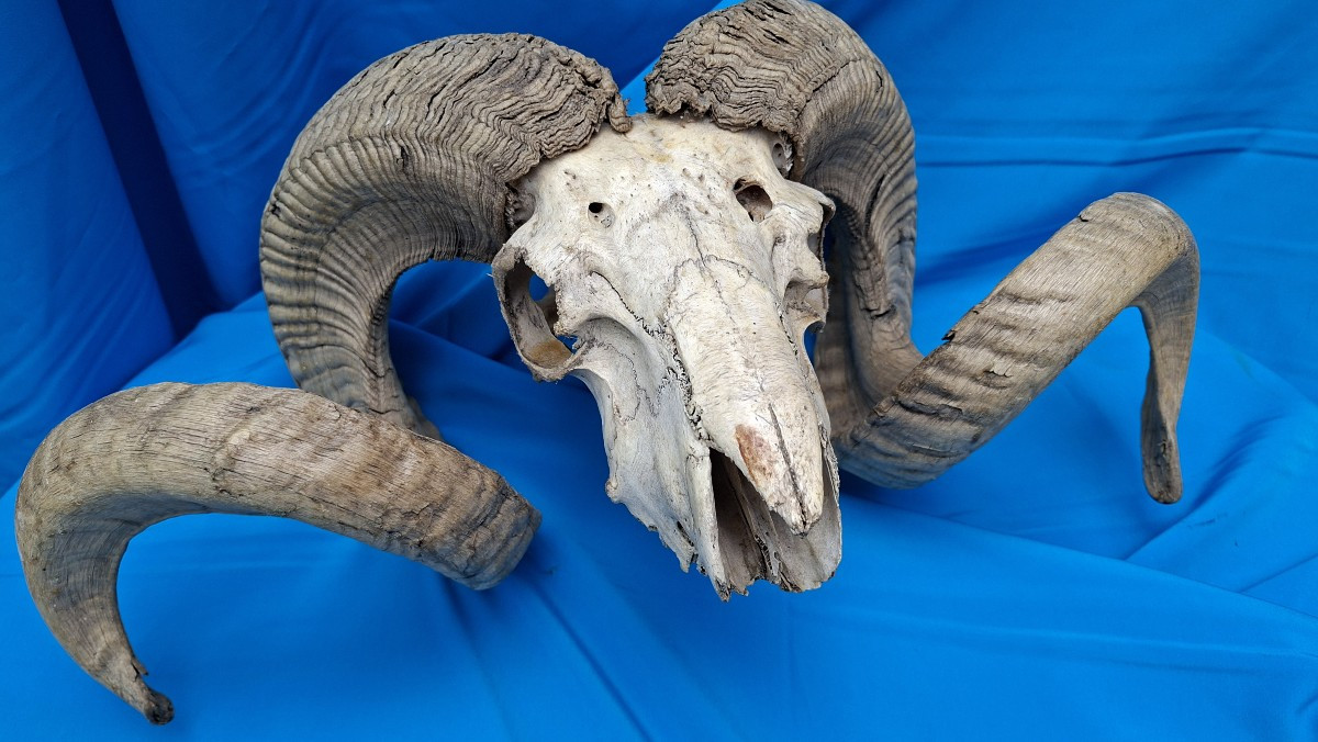 Belier, Mouflon Or Altaï Argalide.
