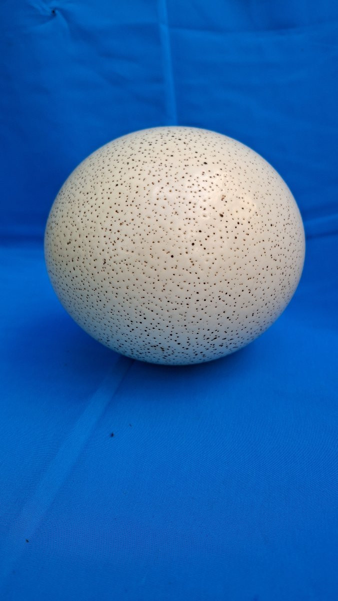 œuf autruche non évidé , fossilisé-photo-3