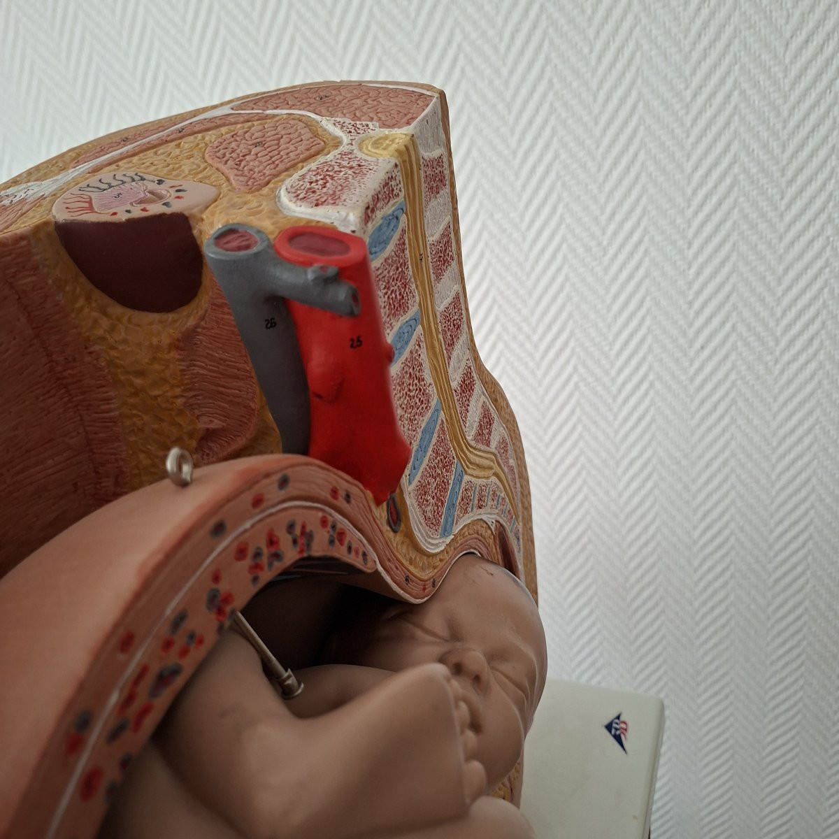 3d Obstetrical Baby-photo-1