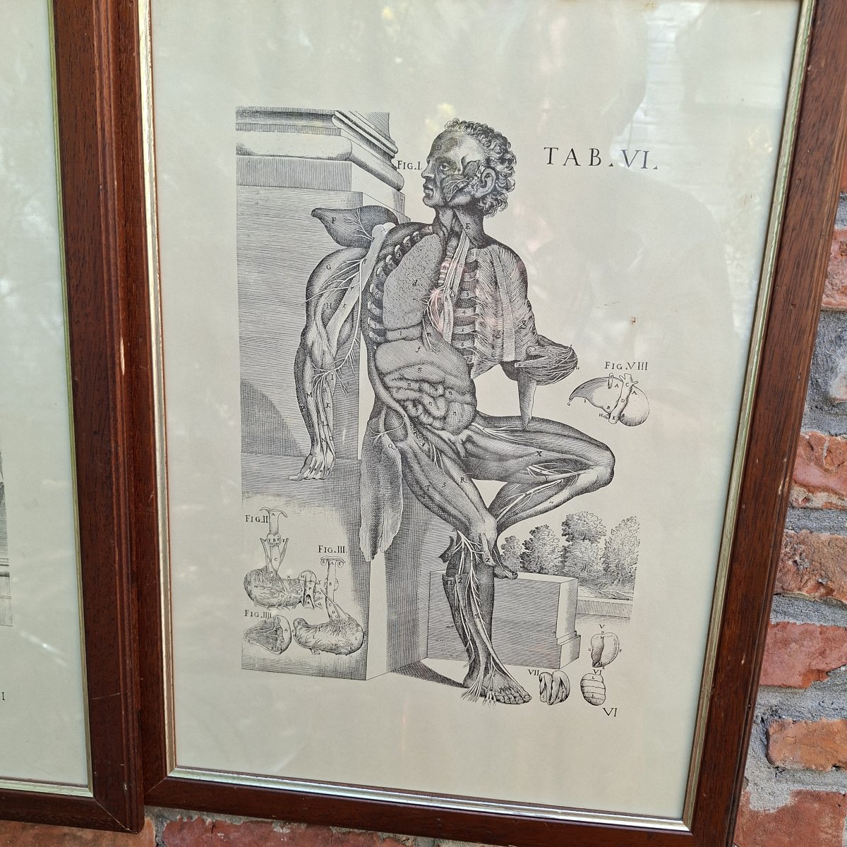 Three Tabulae Anatomicae Engravings From 1552-photo-2