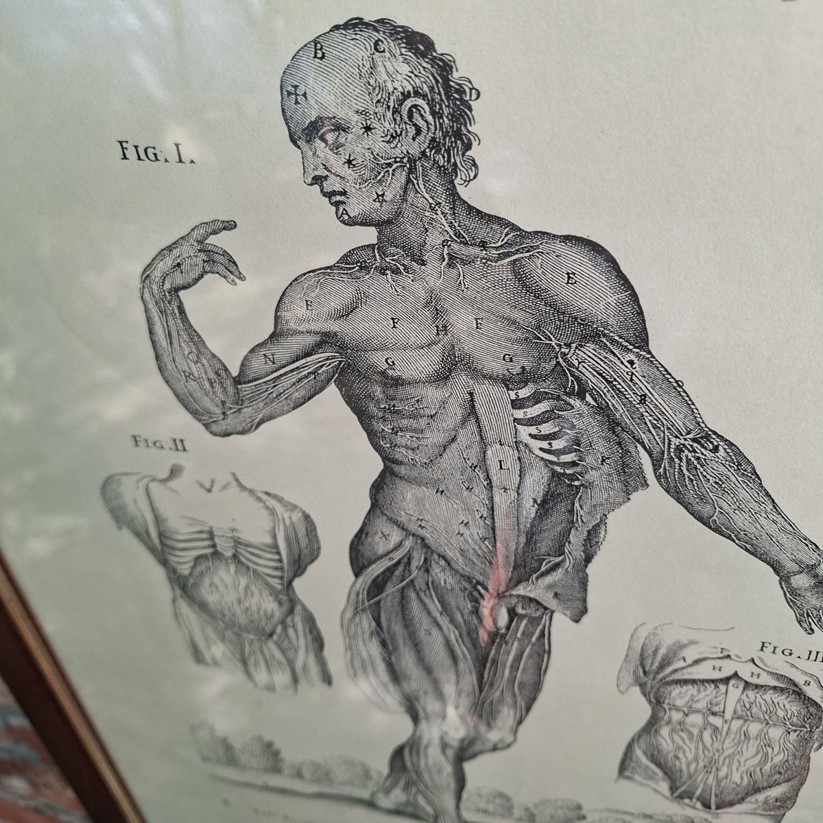 Three Tabulae Anatomicae Engravings From 1552-photo-3
