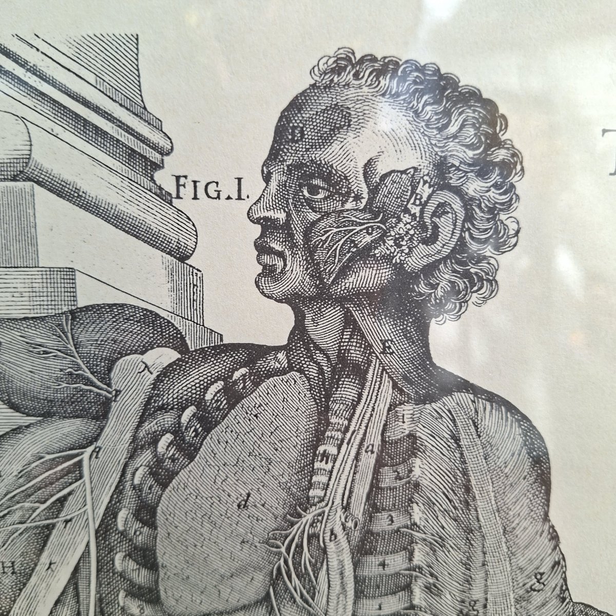 Three Tabulae Anatomicae Engravings From 1552-photo-4