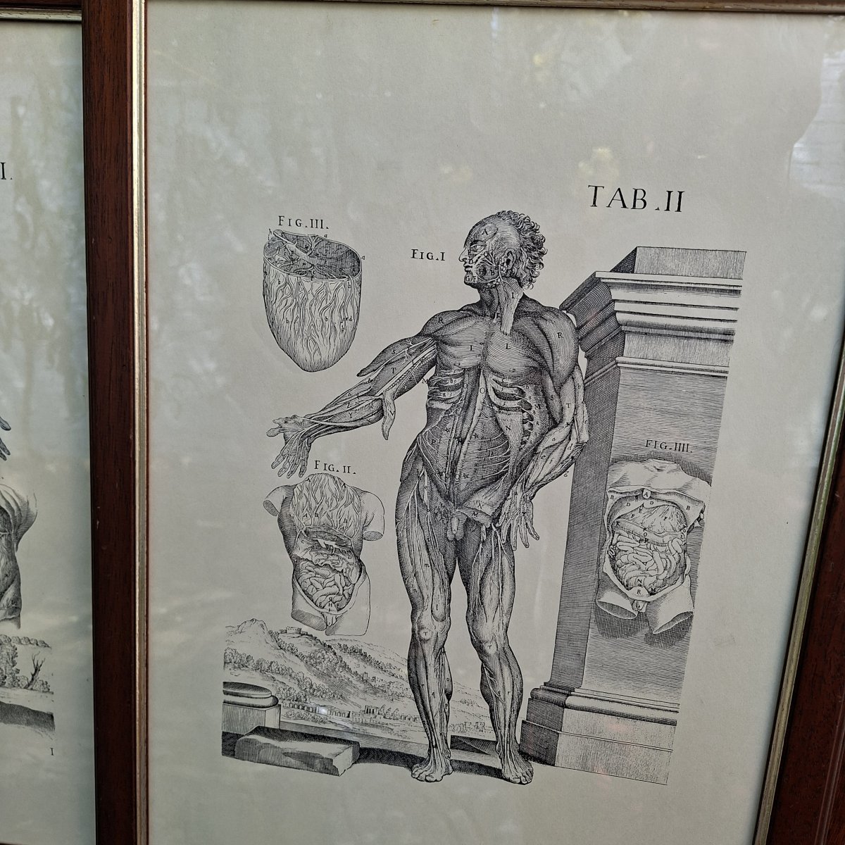 Three Tabulae Anatomicae Engravings From 1552-photo-1