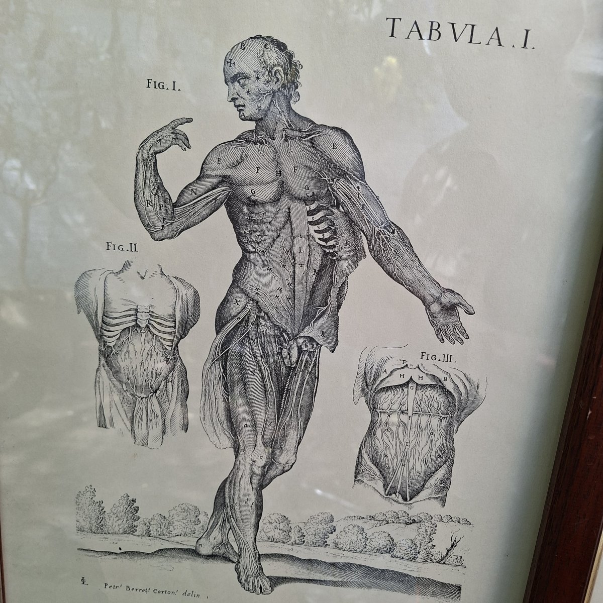 Three Tabulae Anatomicae Engravings From 1552-photo-2