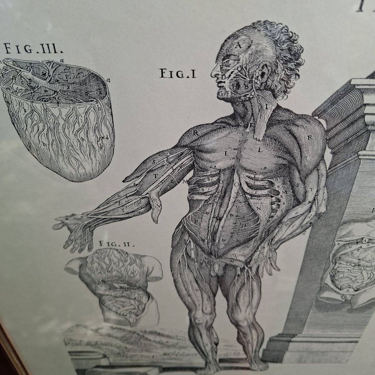 Three Tabulae Anatomicae Engravings From 1552-photo-3