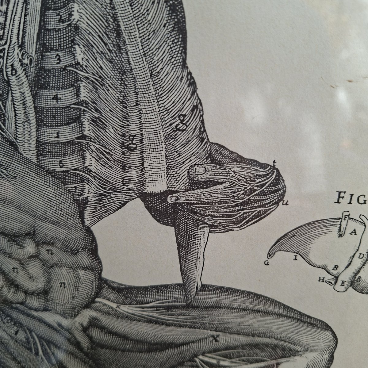 Three Tabulae Anatomicae Engravings From 1552-photo-5