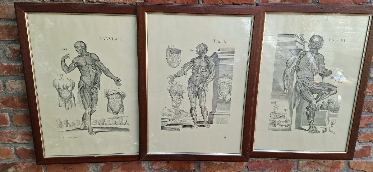 Three Tabulae Anatomicae Engravings From 1552