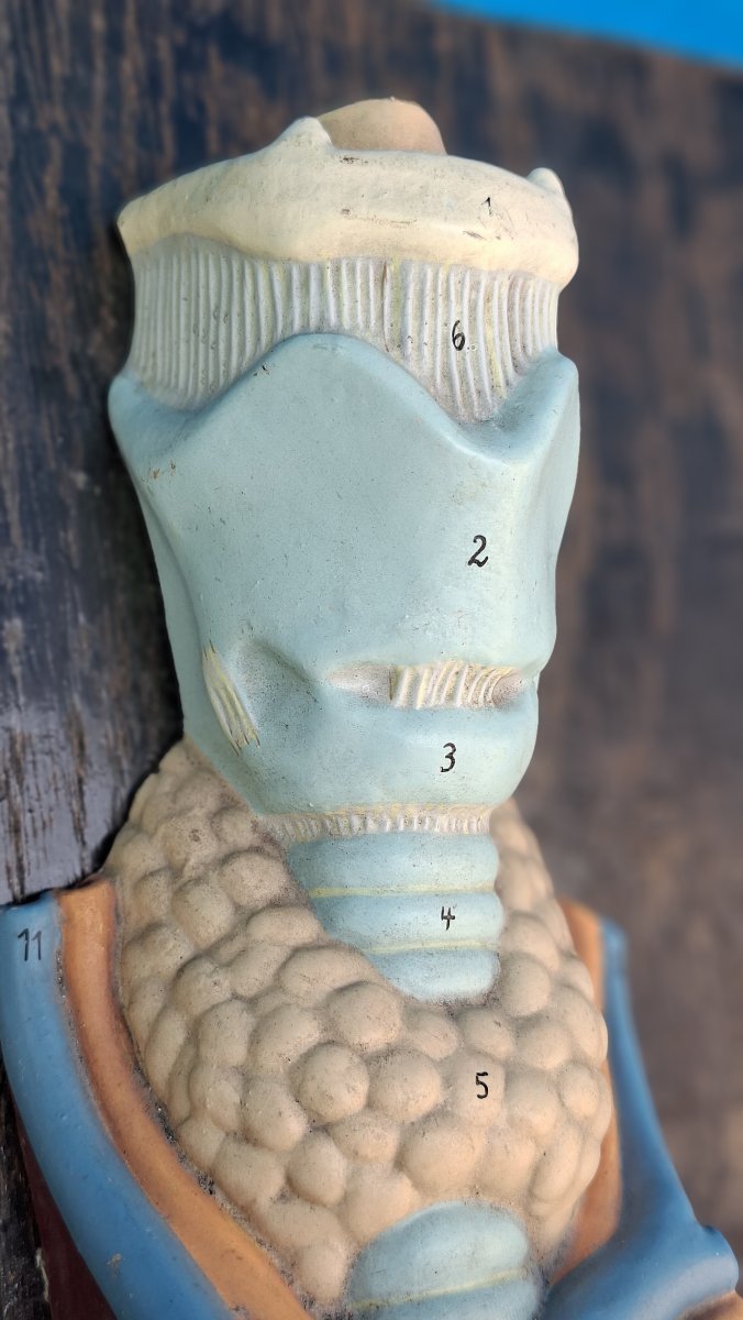 coupe de poumons en latex début XXe-photo-1
