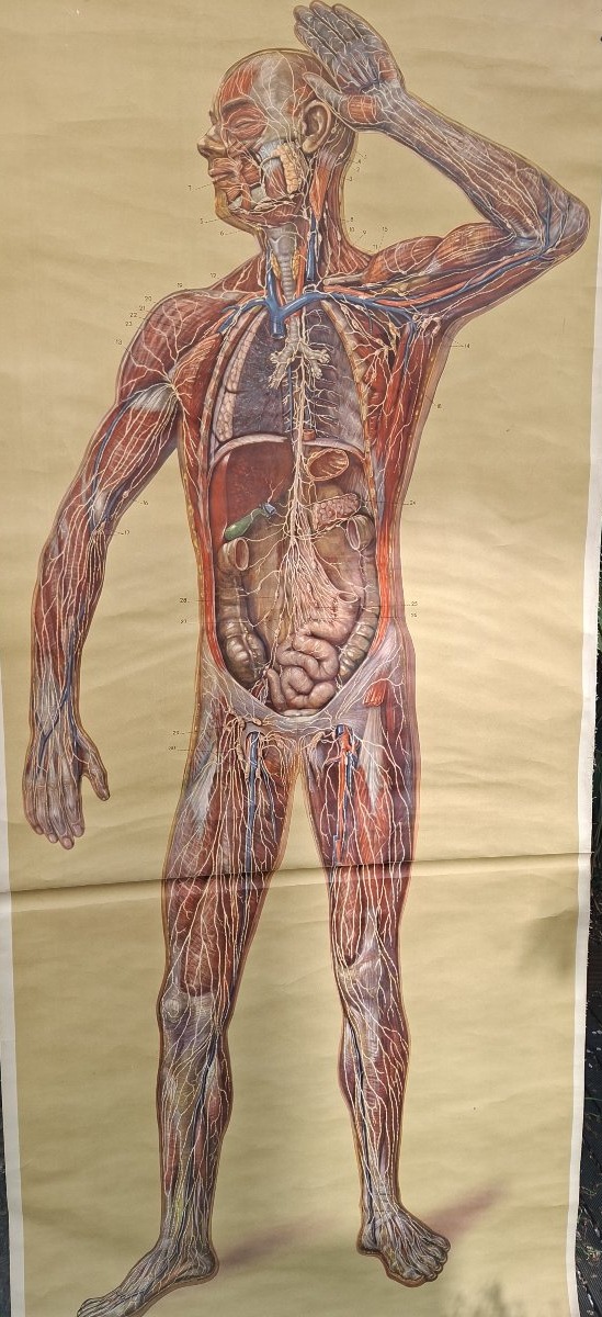 Anatomy: Vintage Poster Of The Nervous System (ecorche)-photo-2