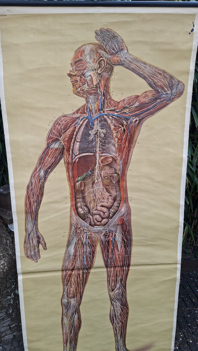Anatomy: Vintage Poster Of The Nervous System (ecorche)-photo-3