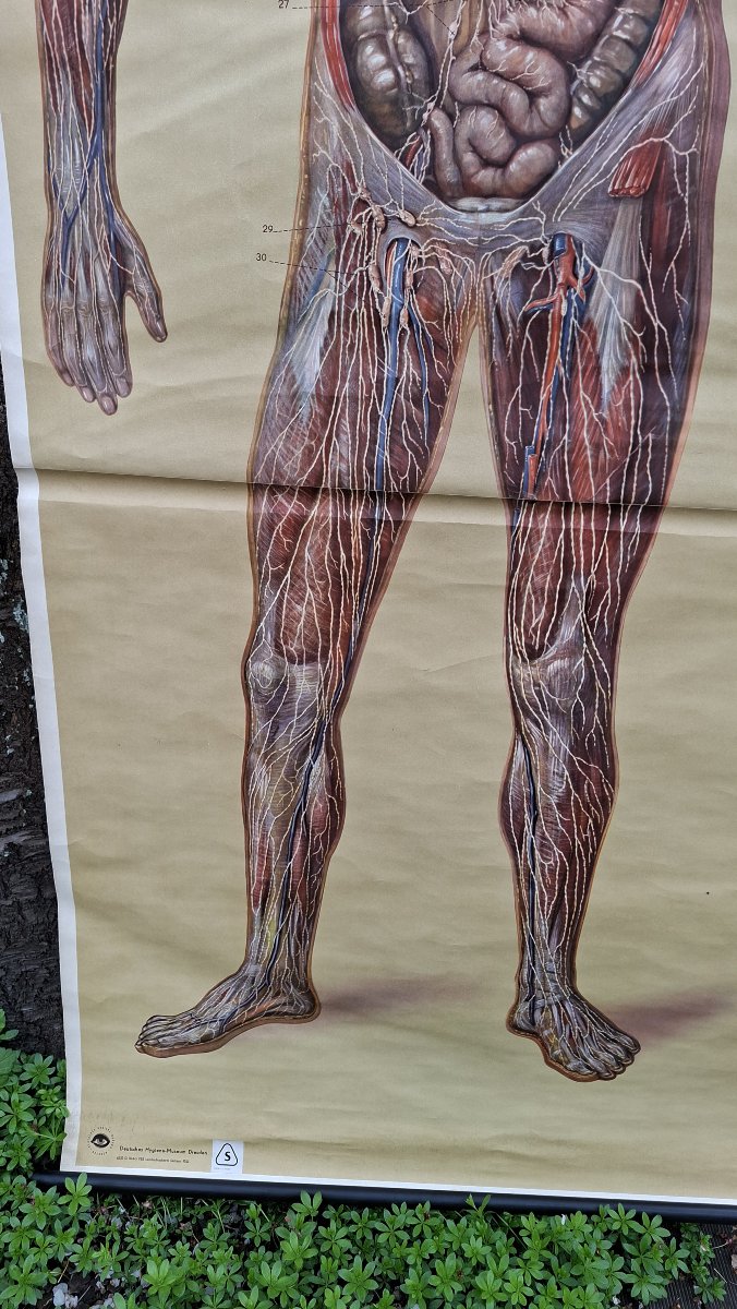 Anatomy: Vintage Poster Of The Nervous System (ecorche)-photo-4