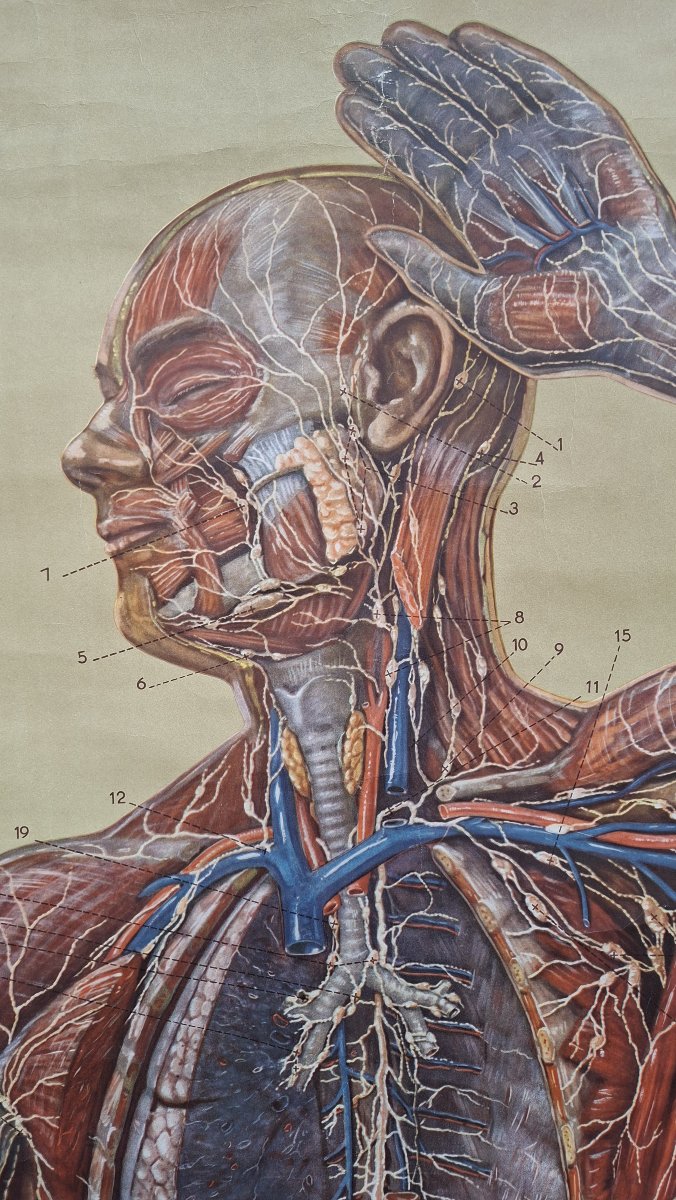 Anatomy: Vintage Poster Of The Nervous System (ecorche)-photo-2