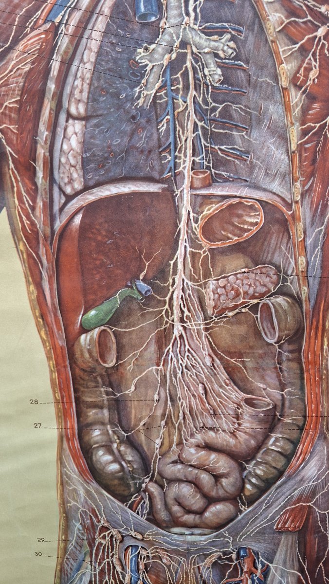 Anatomy: Vintage Poster Of The Nervous System (ecorche)-photo-3