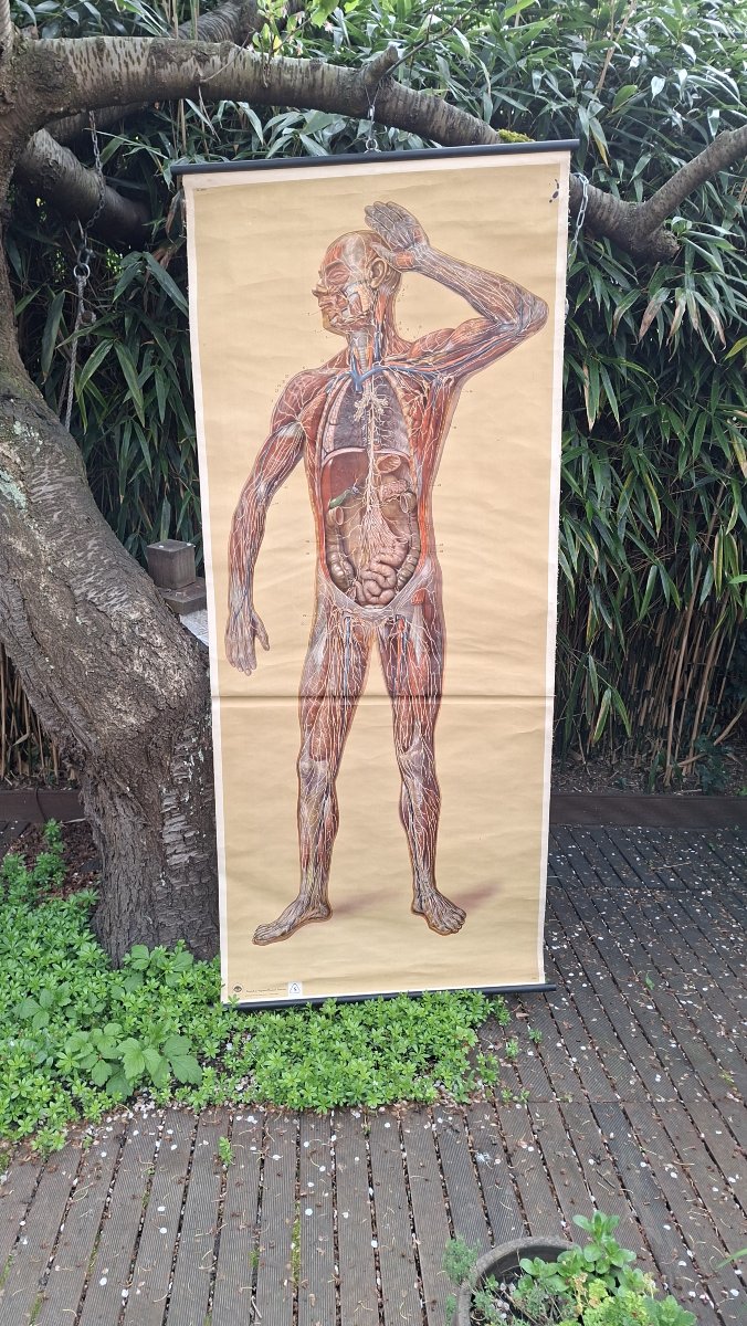 Anatomy: Vintage Poster Of The Nervous System (ecorche)